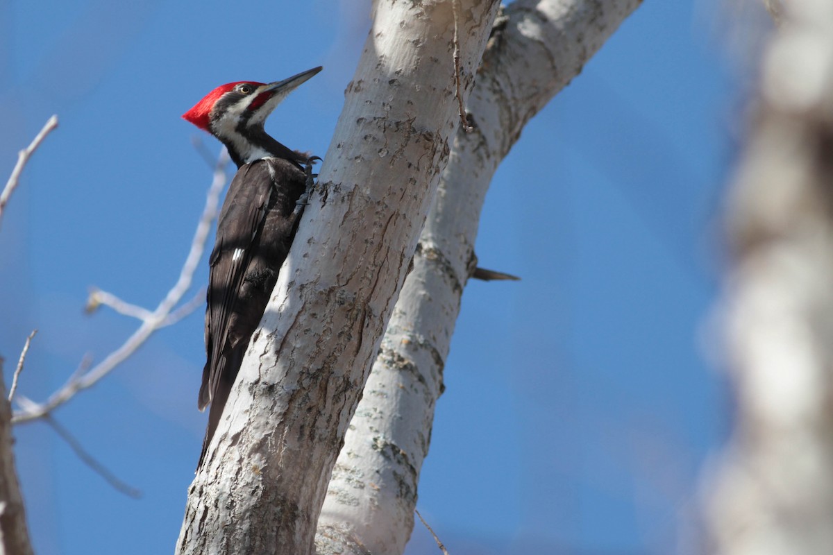 Pileated Woodpecker - ML445389951