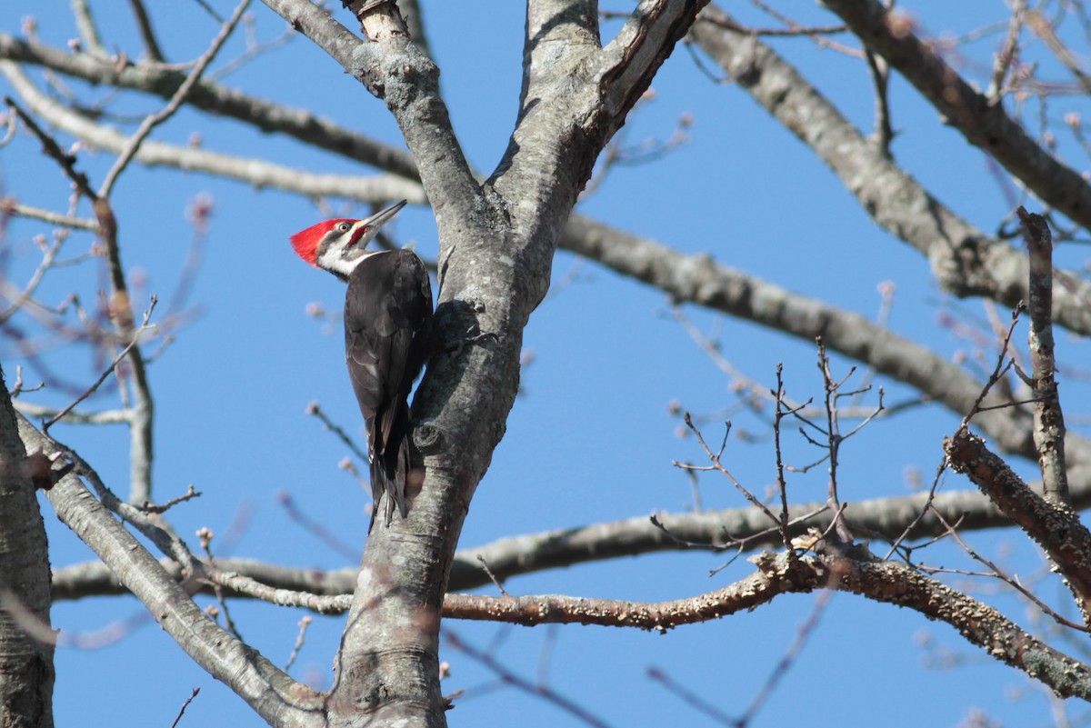 Pileated Woodpecker - Marshall Iliff