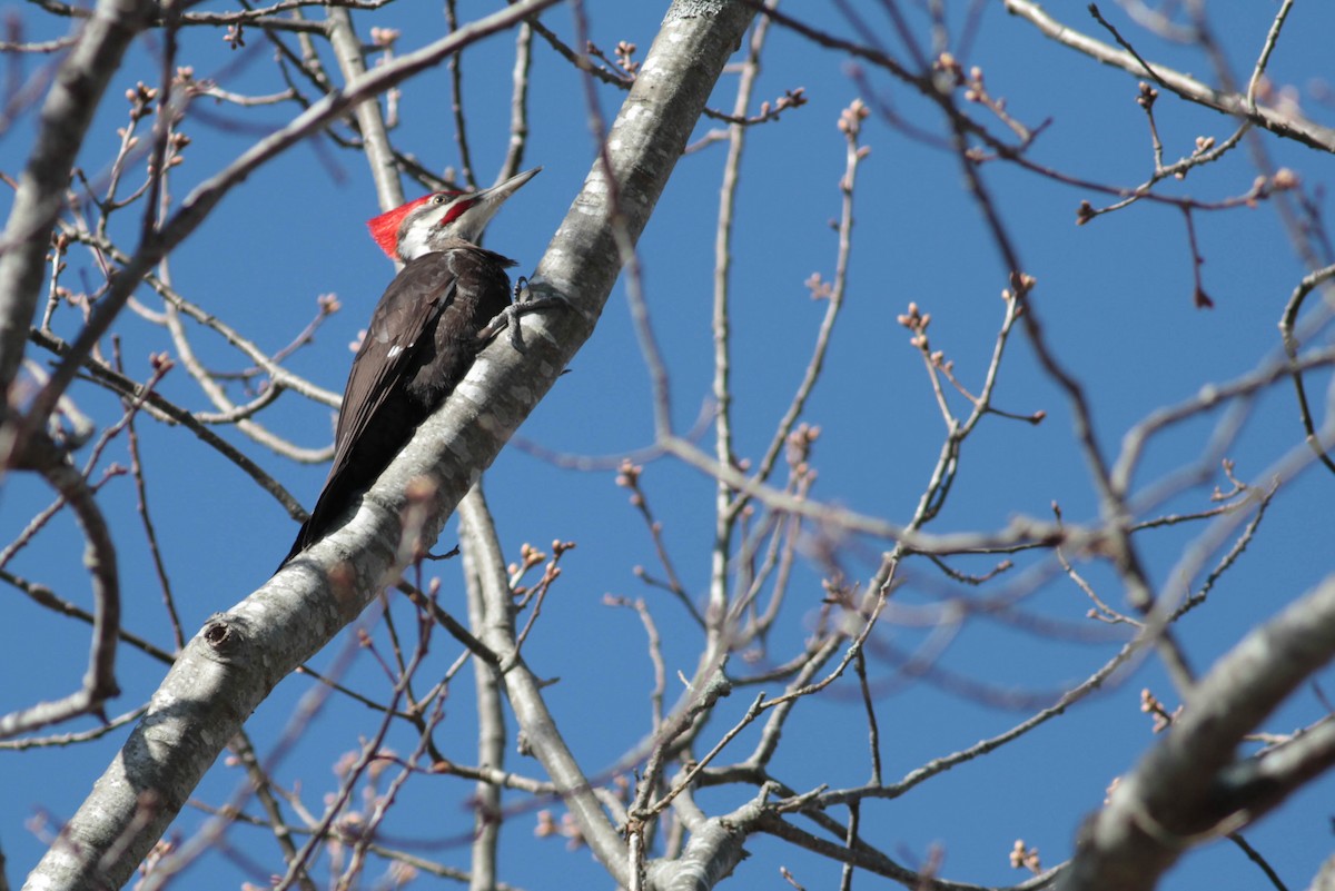 Pileated Woodpecker - ML445389971