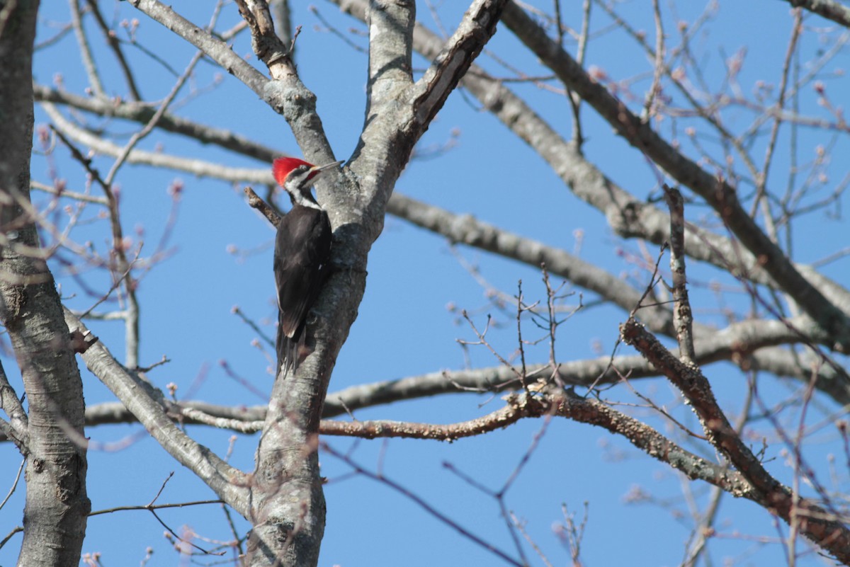 Pileated Woodpecker - ML445389981