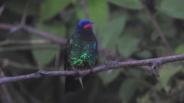 kolibřík modrohlavý - ML445392811