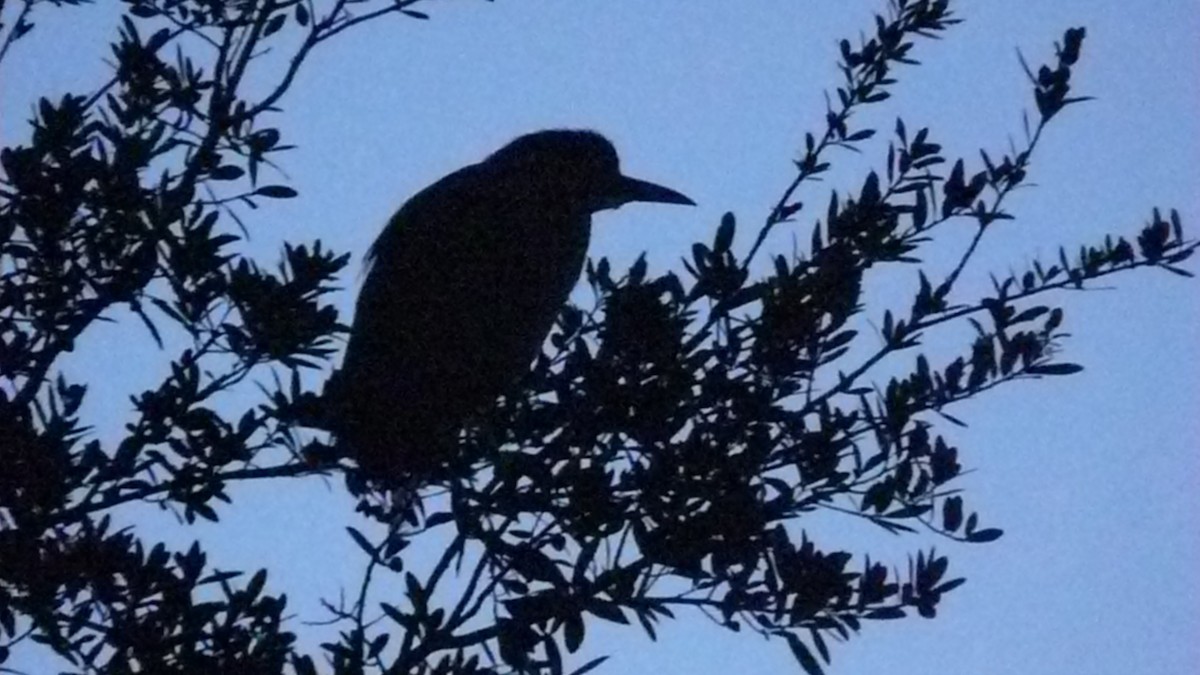 Black-crowned Night-Heron - ML44539451