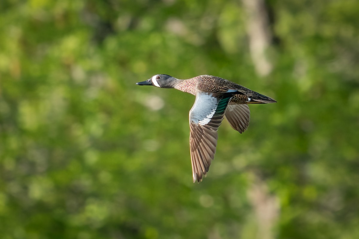 Blue-winged Teal - ML445395241