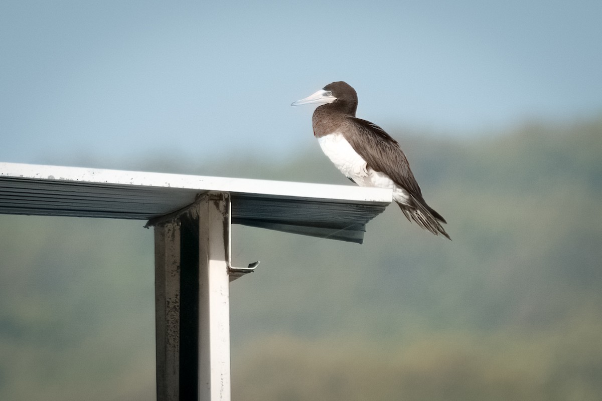 Brown Booby - ML445395271