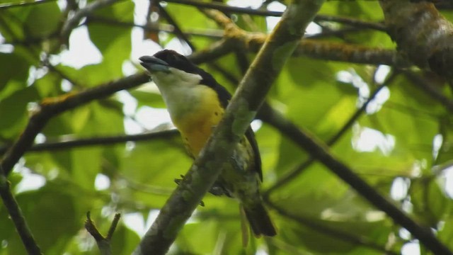  - Five-colored Barbet