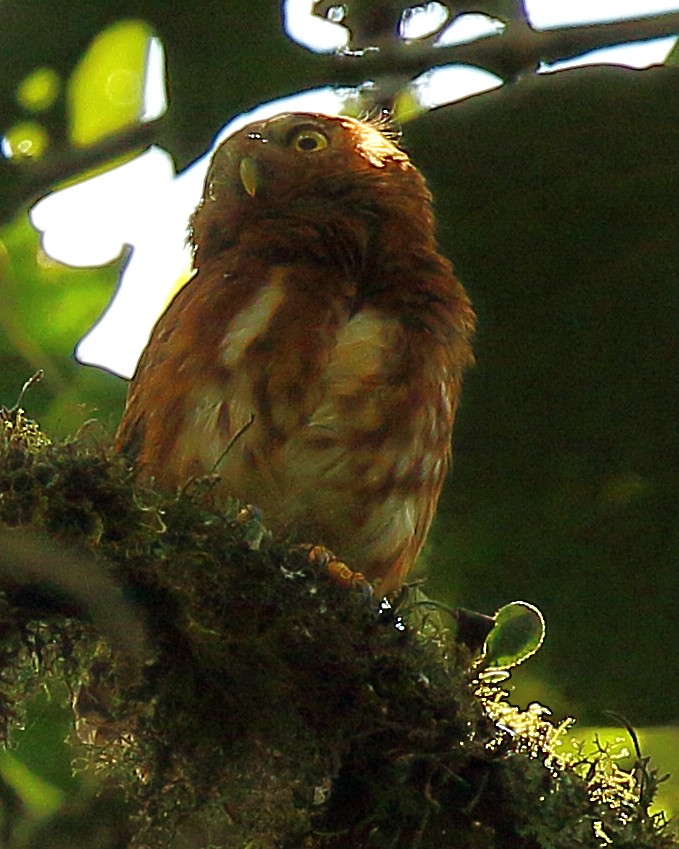 Cloud-forest Pygmy-Owl - ML44541301