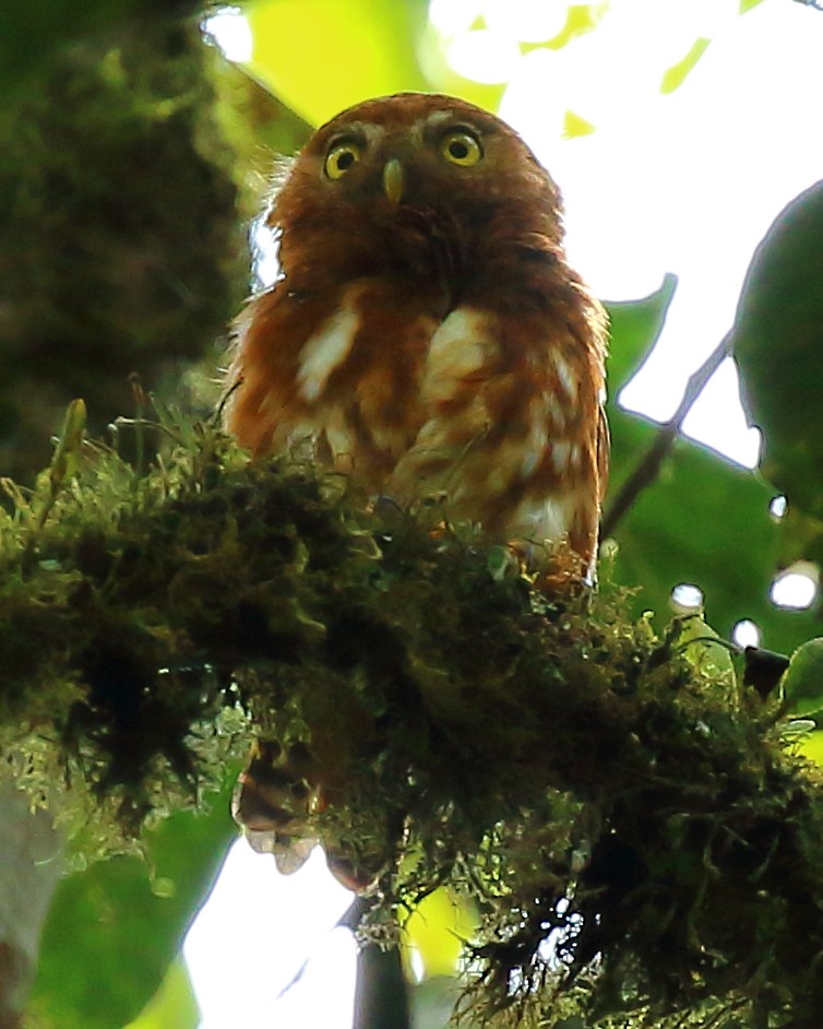 Cloud-forest Pygmy-Owl - ML44541361