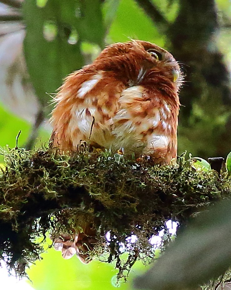 Cloud-forest Pygmy-Owl - ML44541391