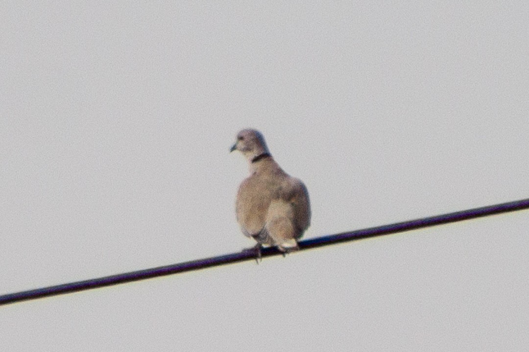 Eurasian Collared-Dove - ML445417531
