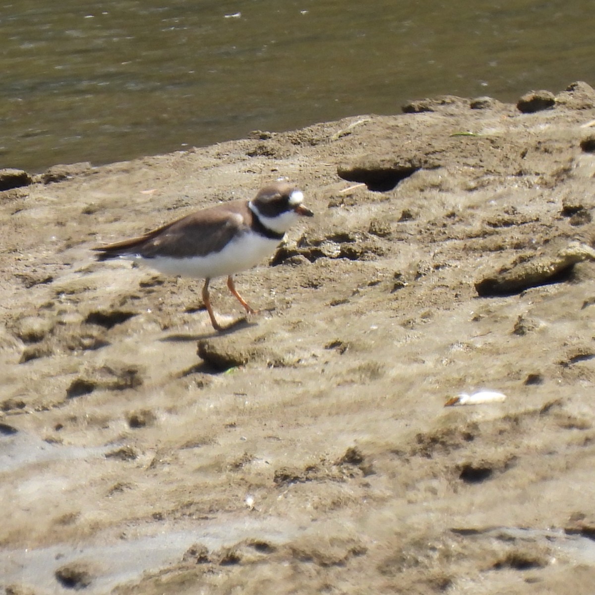 Semipalmated Plover - ML445417971