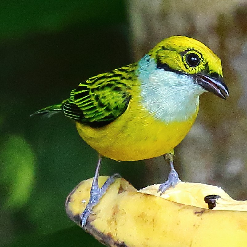 Silver-throated Tanager - ML44541851
