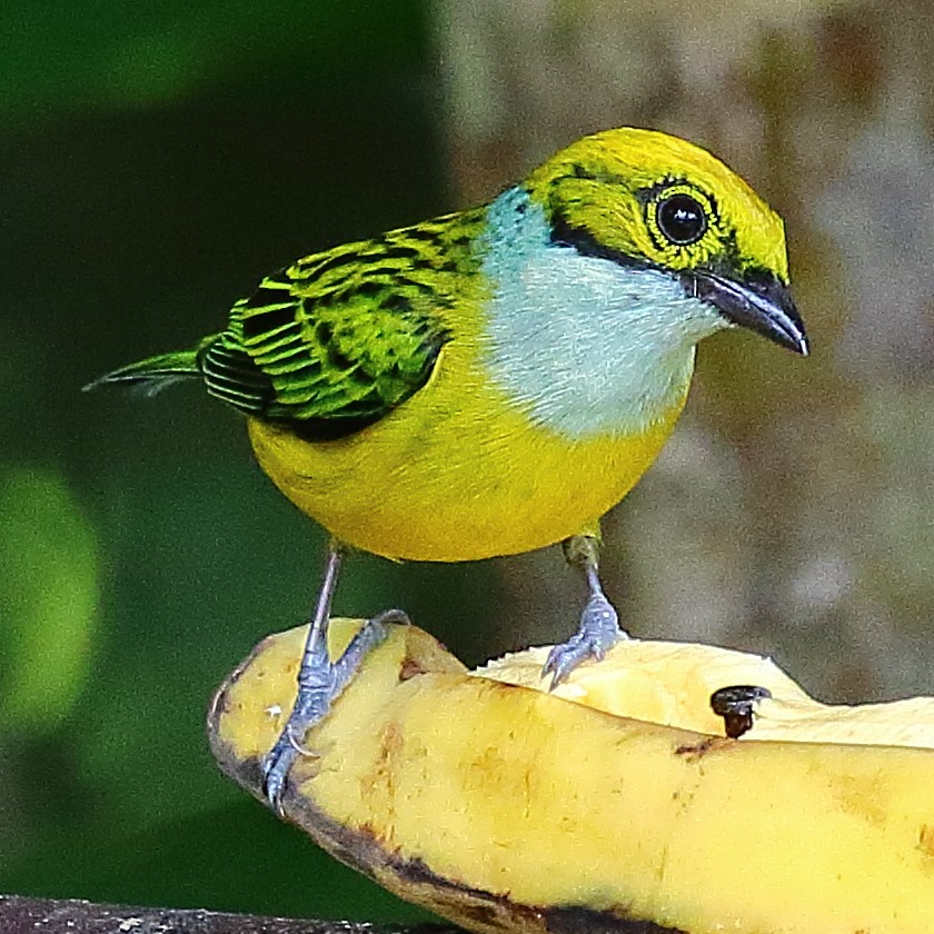Silver-throated Tanager - ML44541861