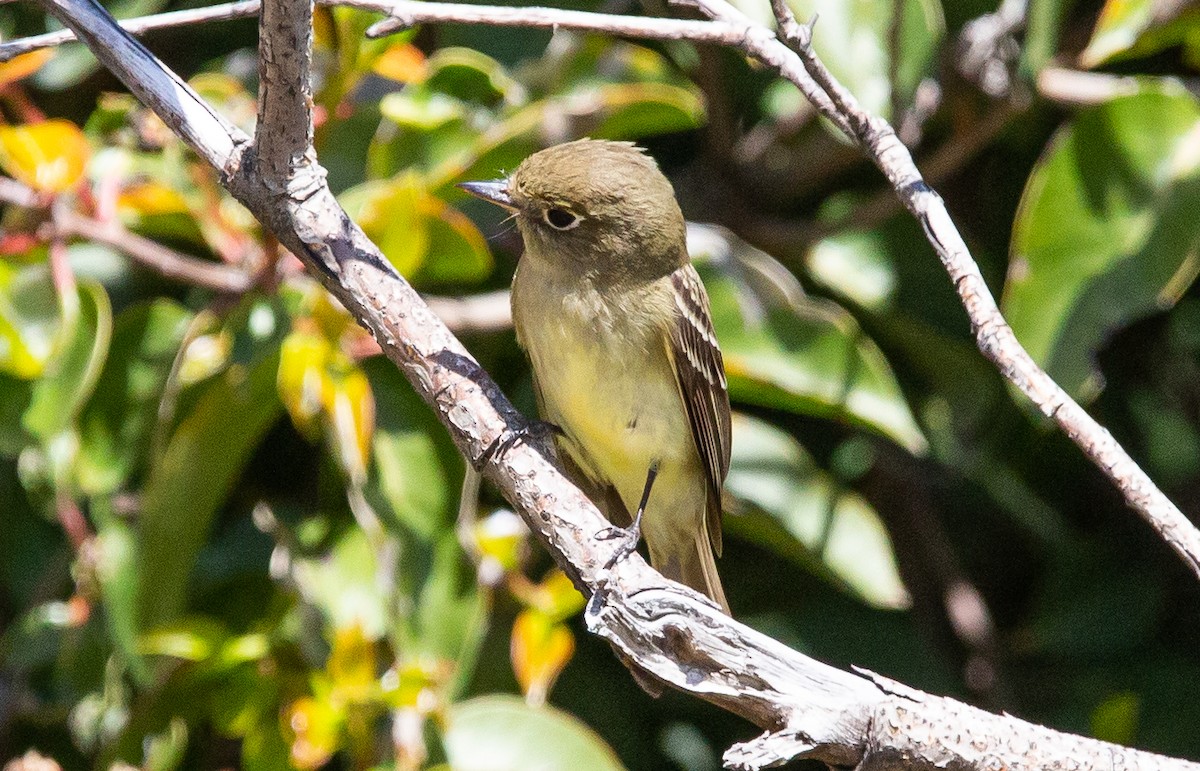 Western Flycatcher (Pacific-slope) - Timothy Aarons
