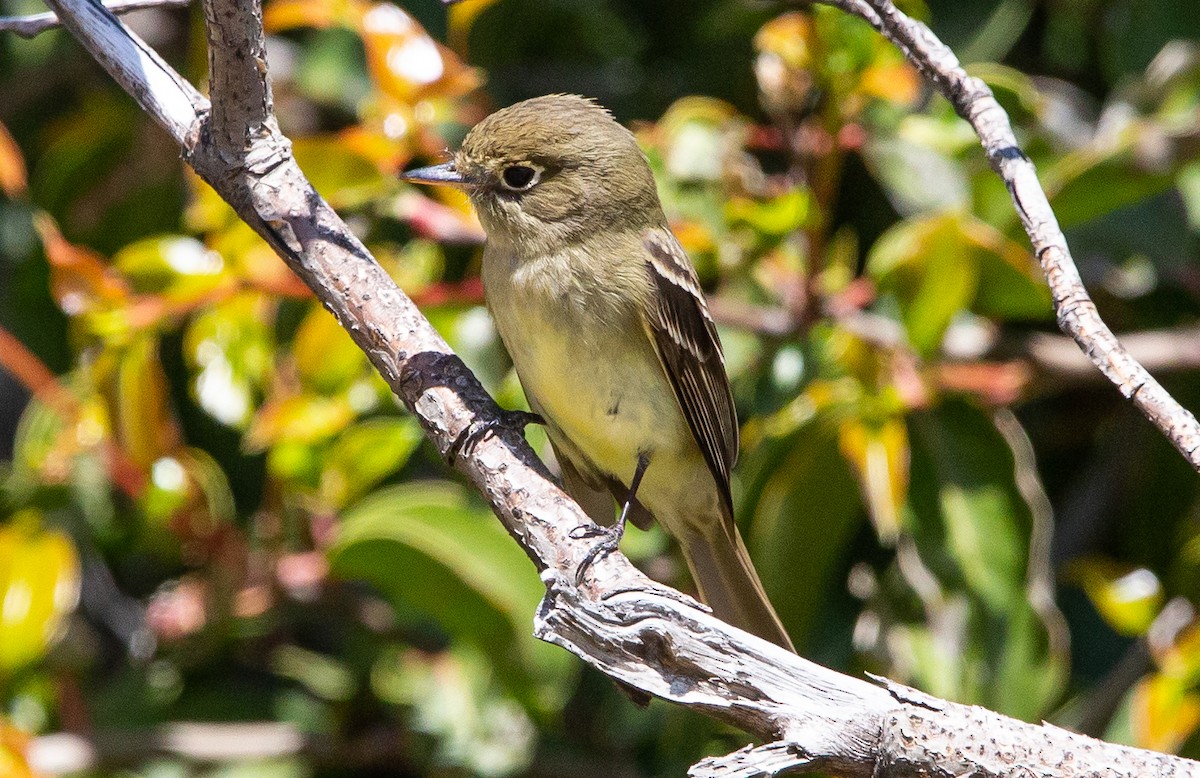 Western Flycatcher (Pacific-slope) - Timothy Aarons