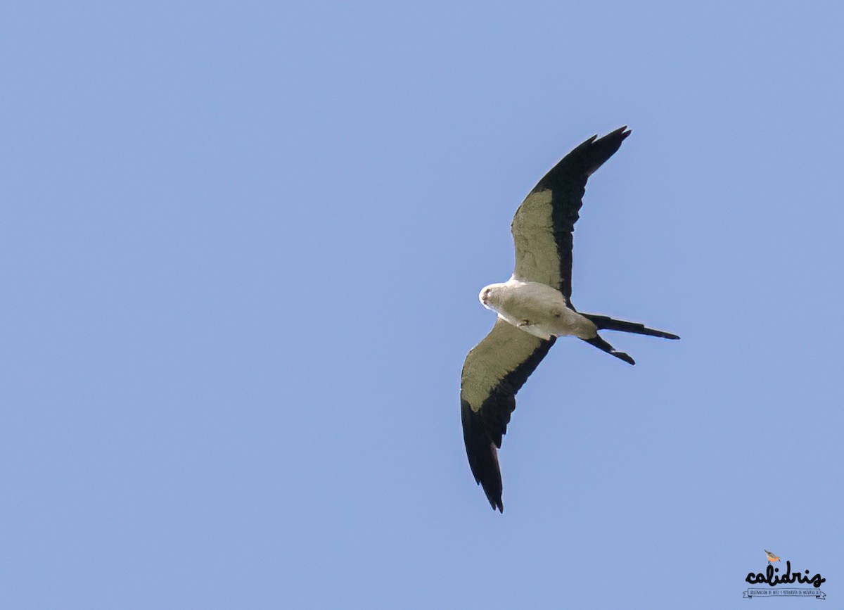 Swallow-tailed Kite - ML445422891