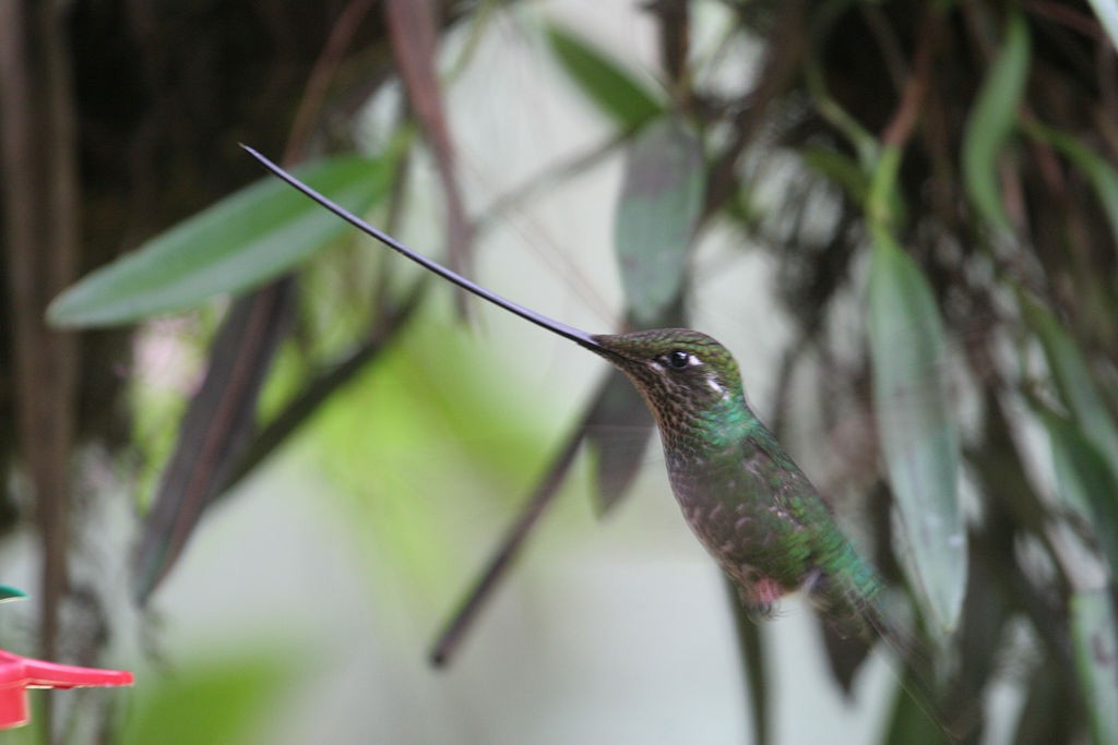 Sword-billed Hummingbird - ML44542541