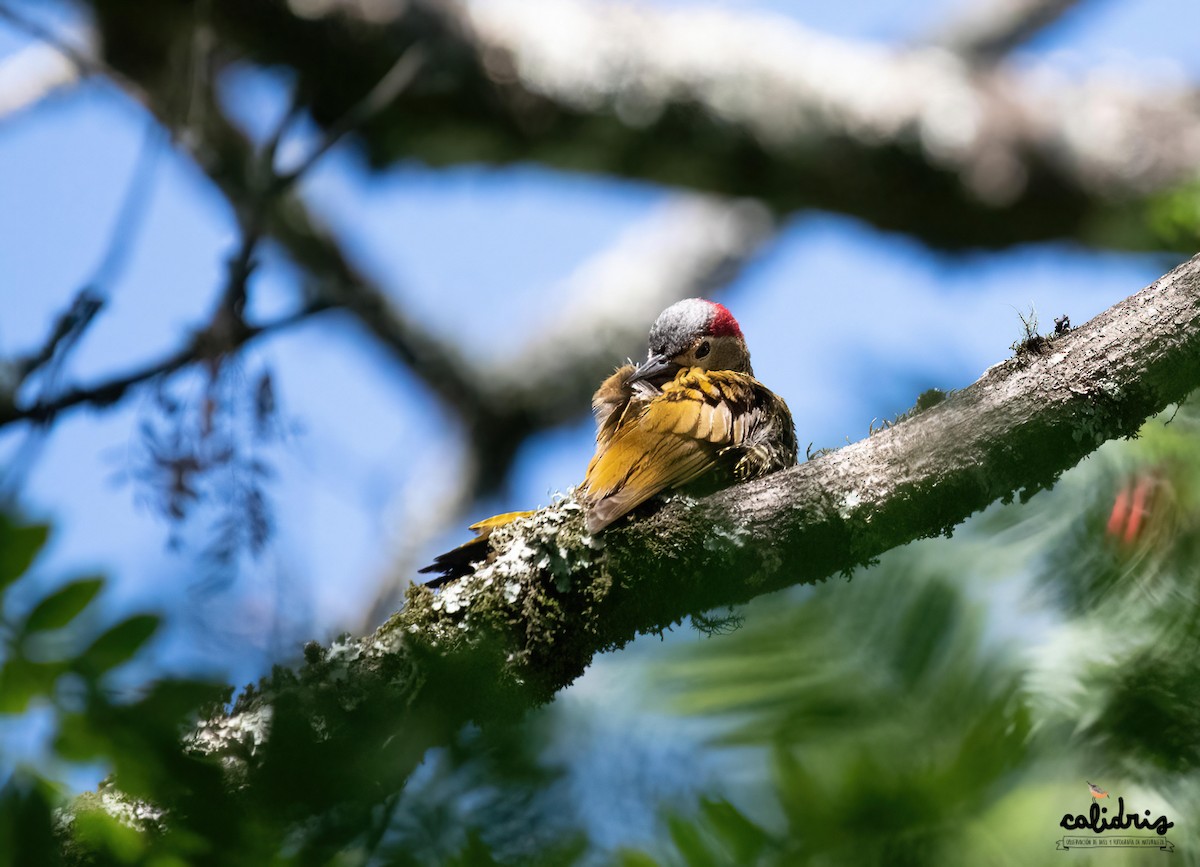 Golden-olive Woodpecker - ML445426601