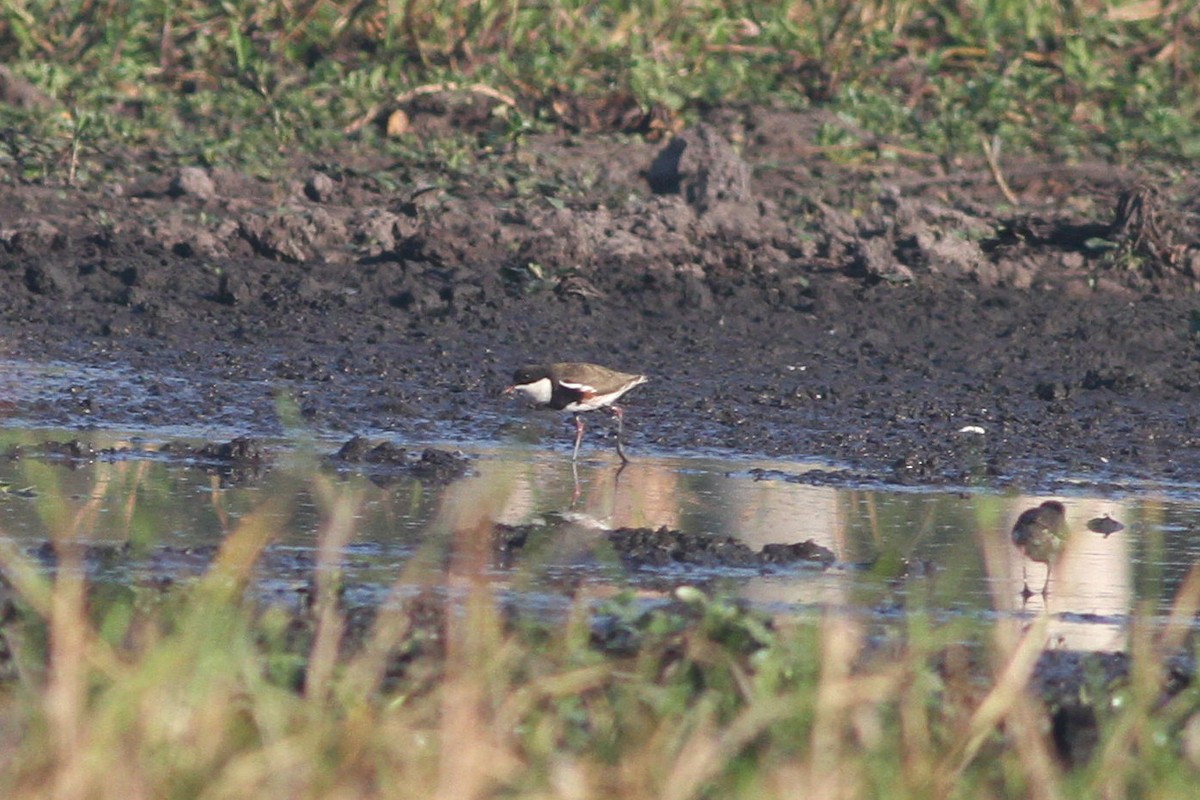 Red-kneed Dotterel - ML44542921