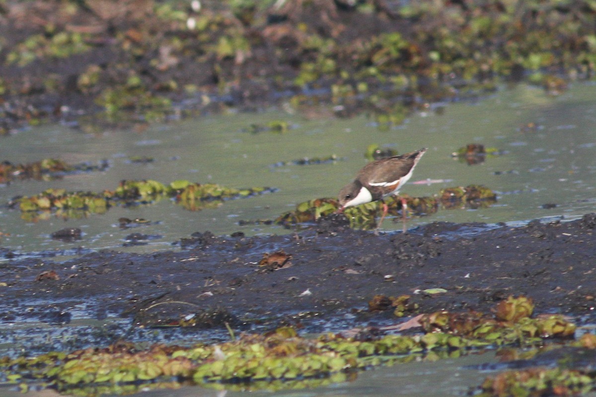 Red-kneed Dotterel - ML44542931