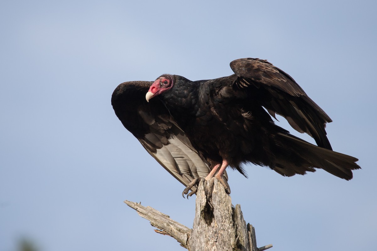 Turkey Vulture - Rob  Sielaff