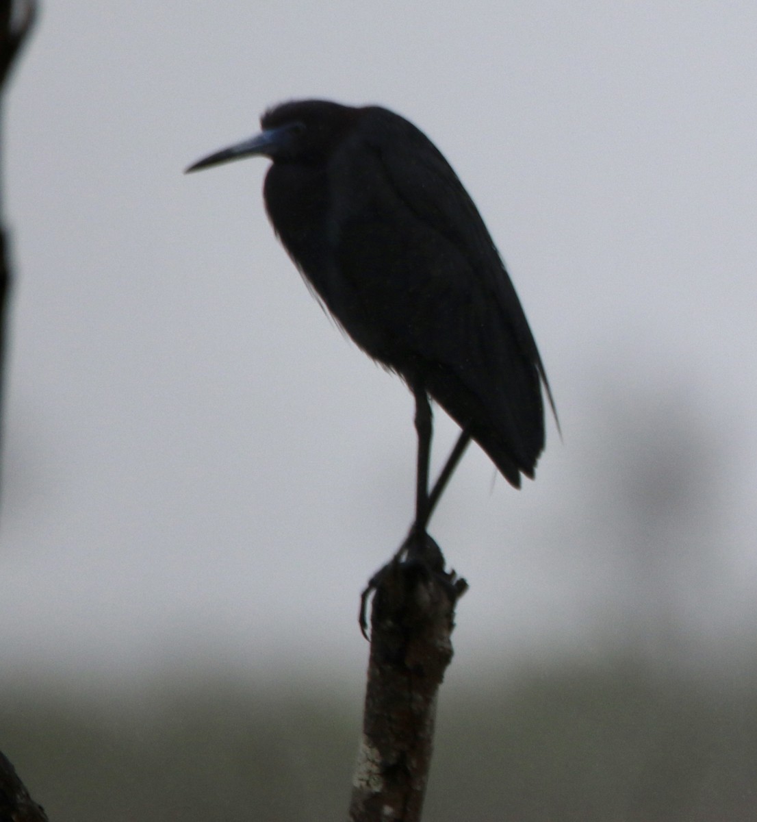 Maryland-DC Breeding Bird Atlas Checklist - 7 May 2022 - Assateague I