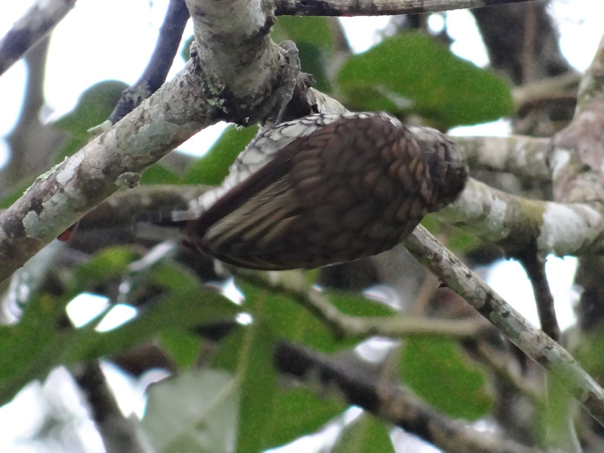 Scaled Piculet - ML445433081