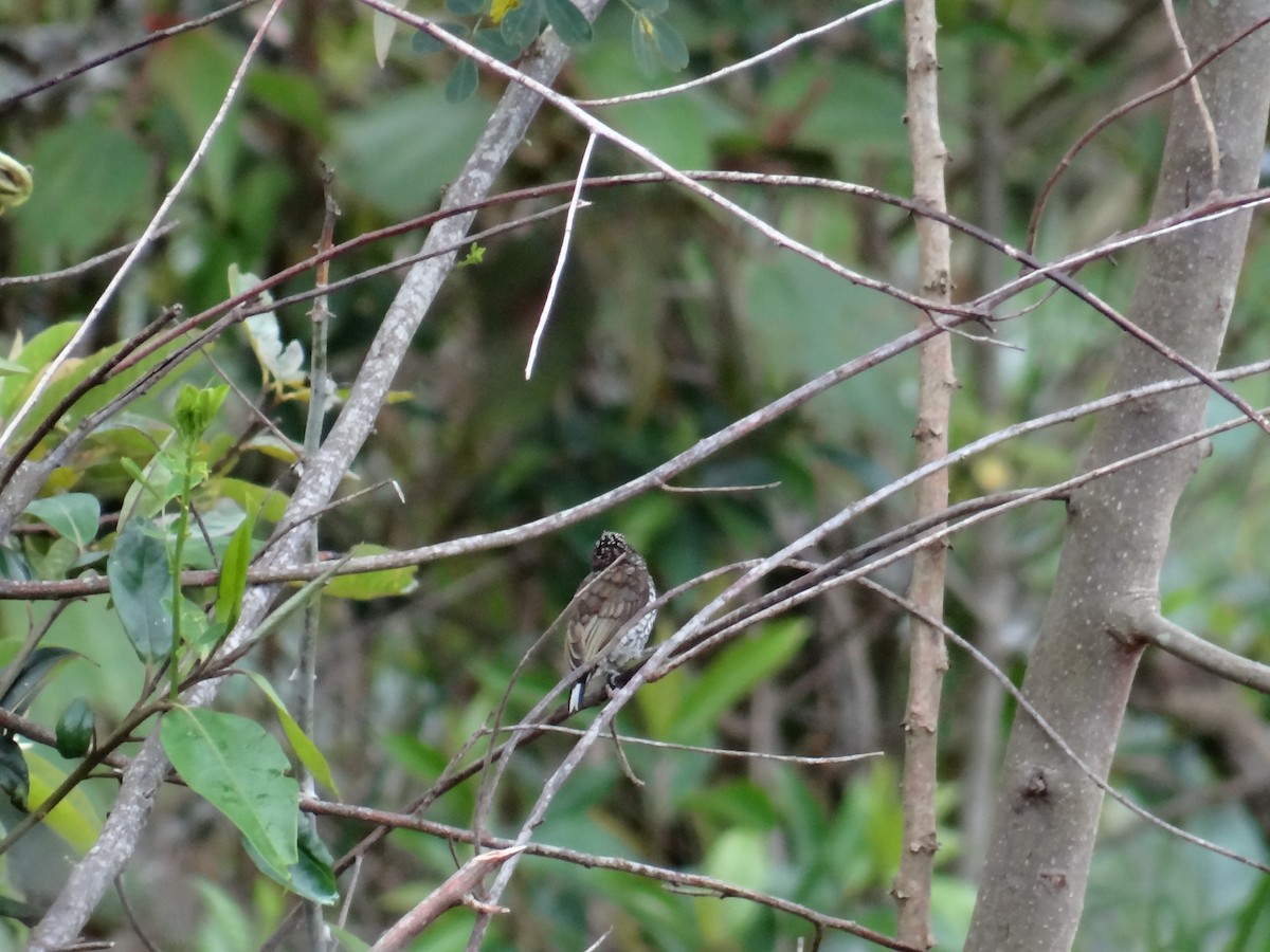 Scaled Piculet - ML445433471