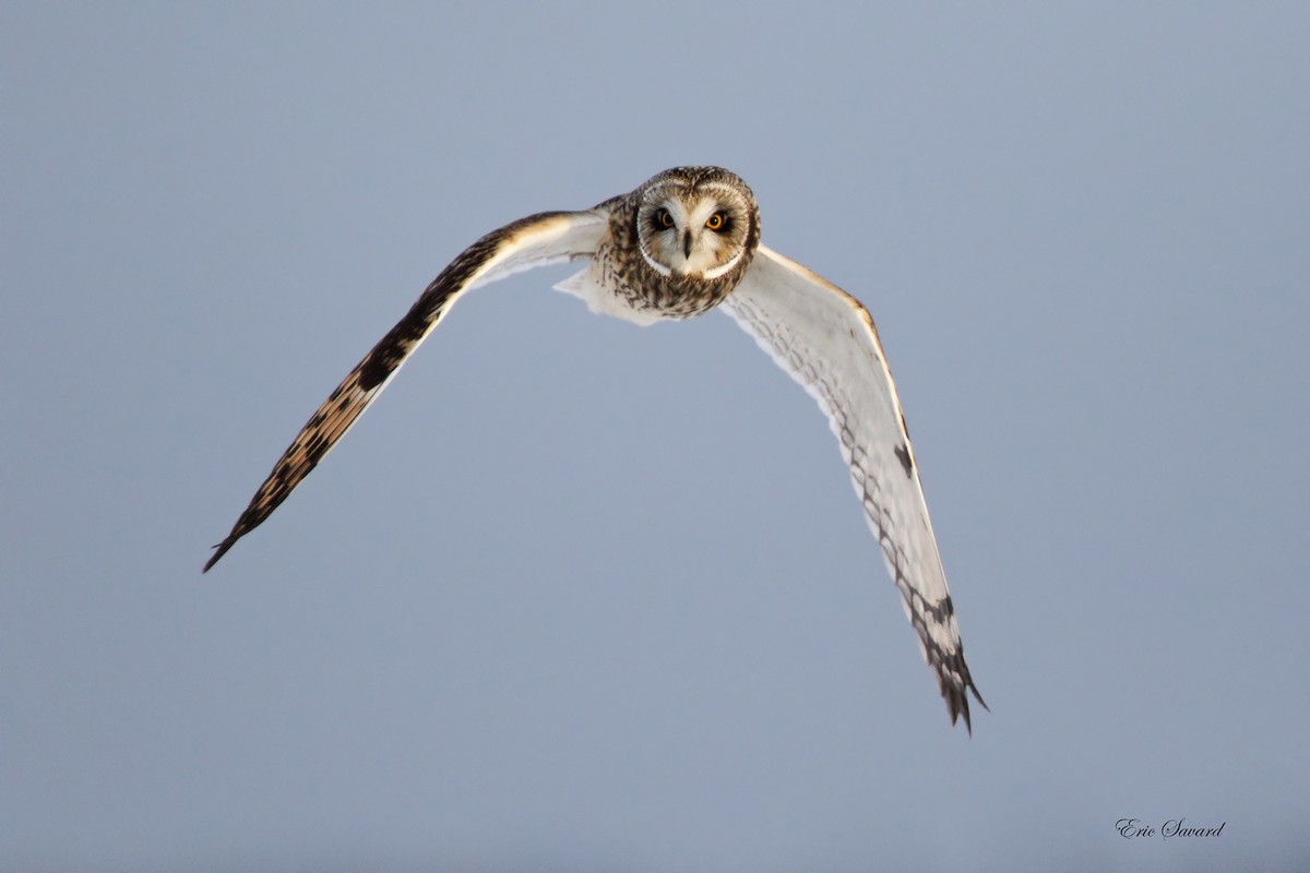 Short-eared Owl - ML44543411