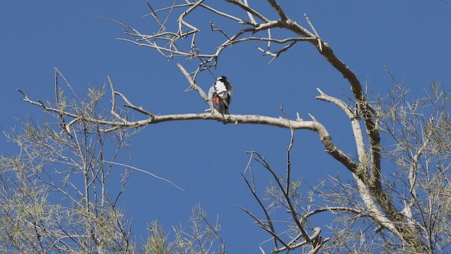 Syrian Woodpecker - ML445436851