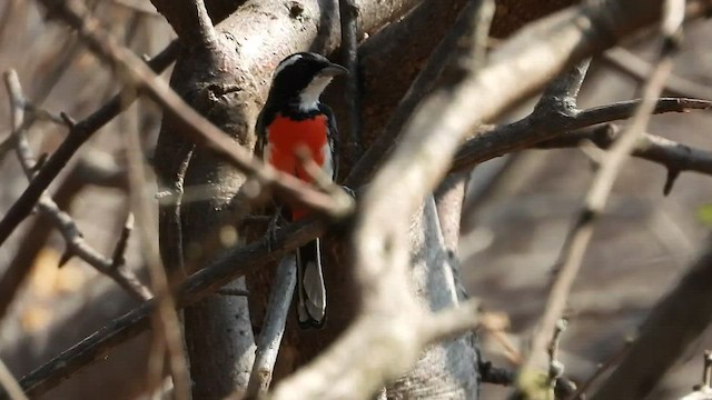 Red-breasted Chat - ML445452211