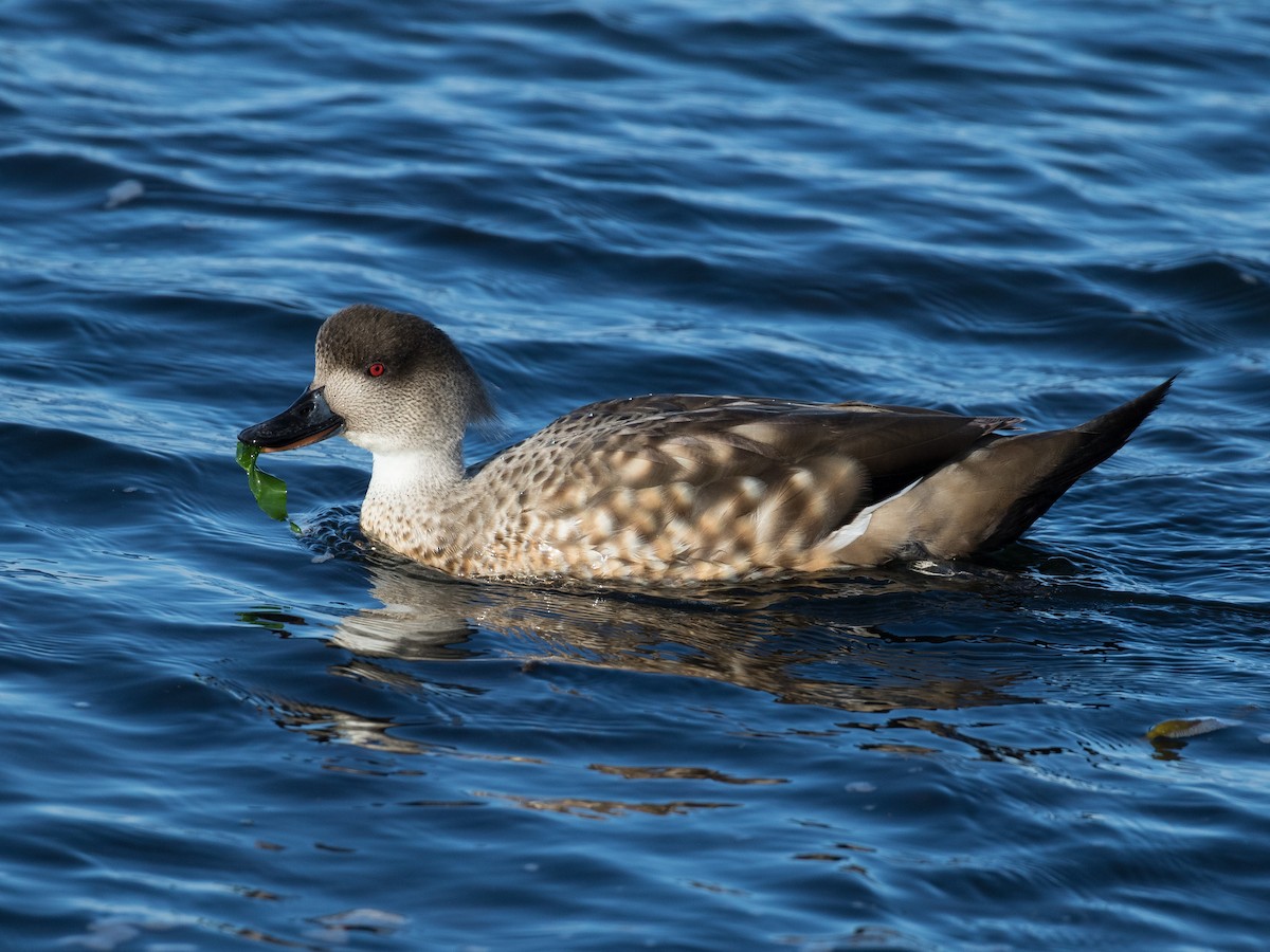 Crested Duck - ML445452551