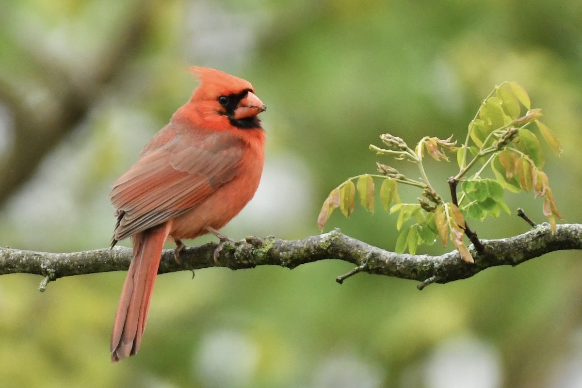 Cardinal rouge - ML445461781