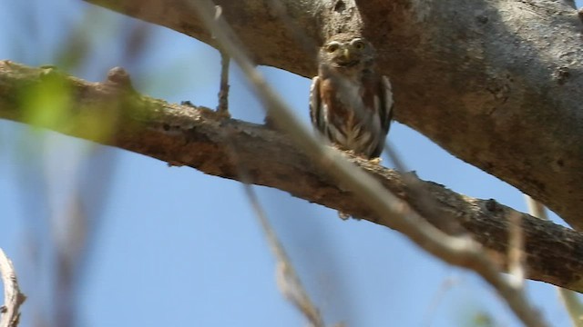 Colima Pygmy-Owl - ML445462641