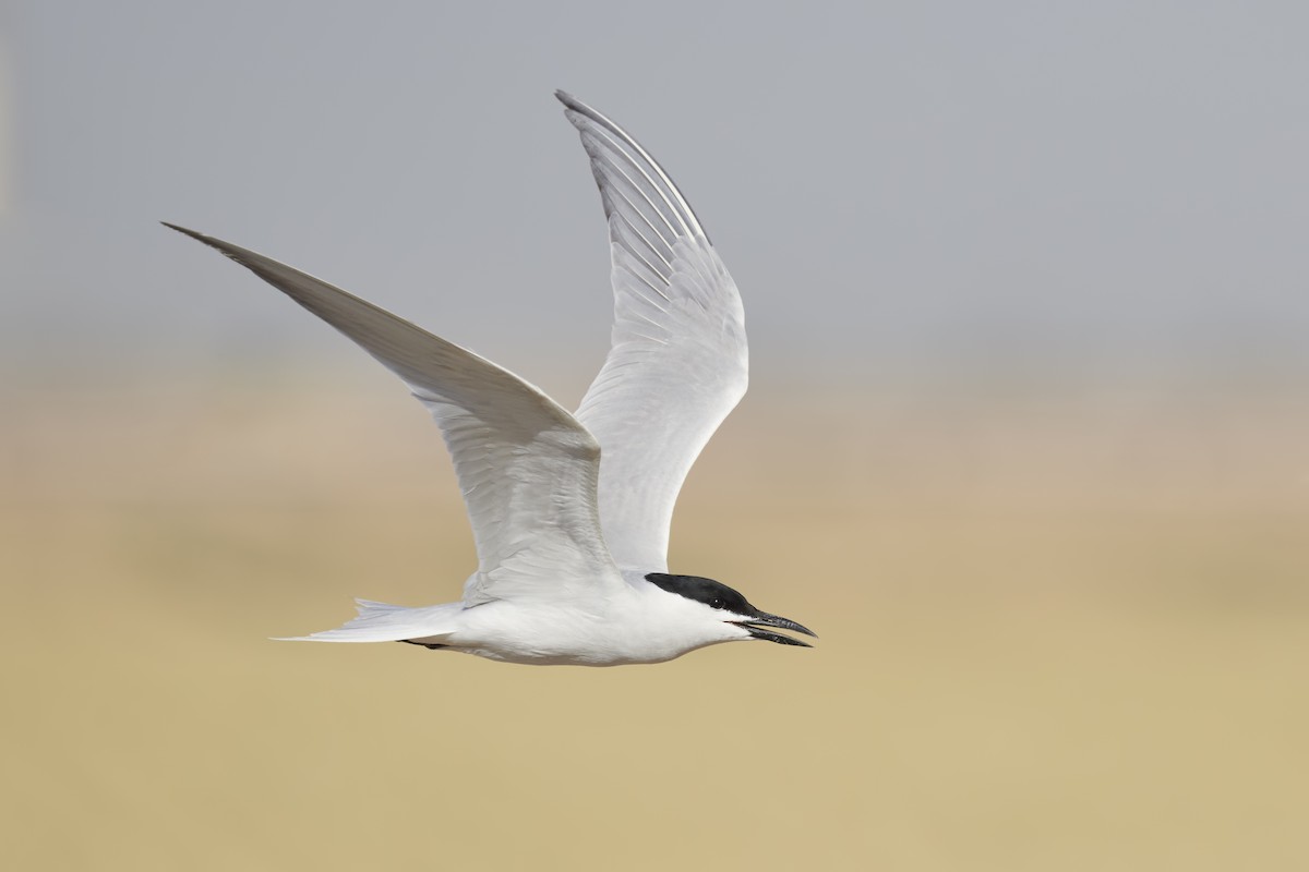 Gull-billed Tern - Sharif Uddin