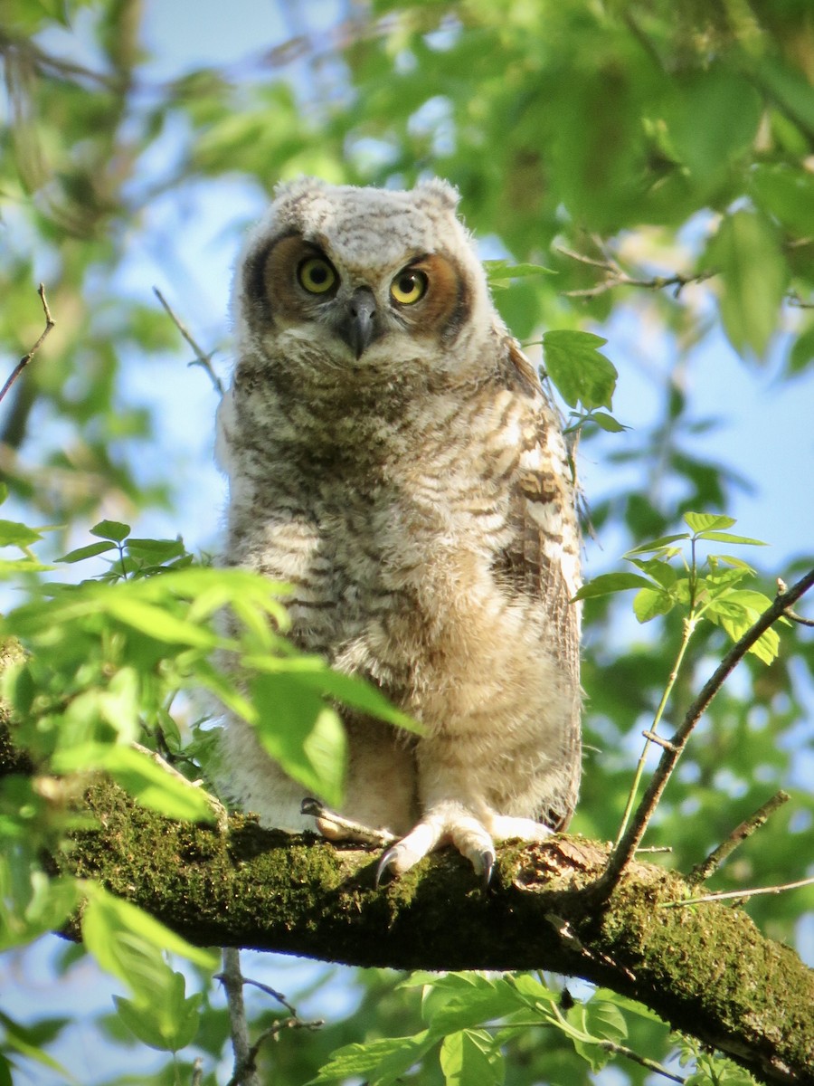 Great Horned Owl - ML445464581