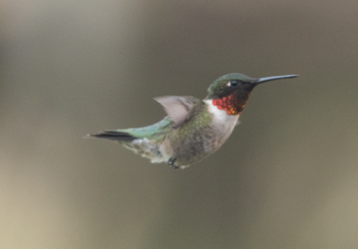 Ruby-throated Hummingbird - ML445468831