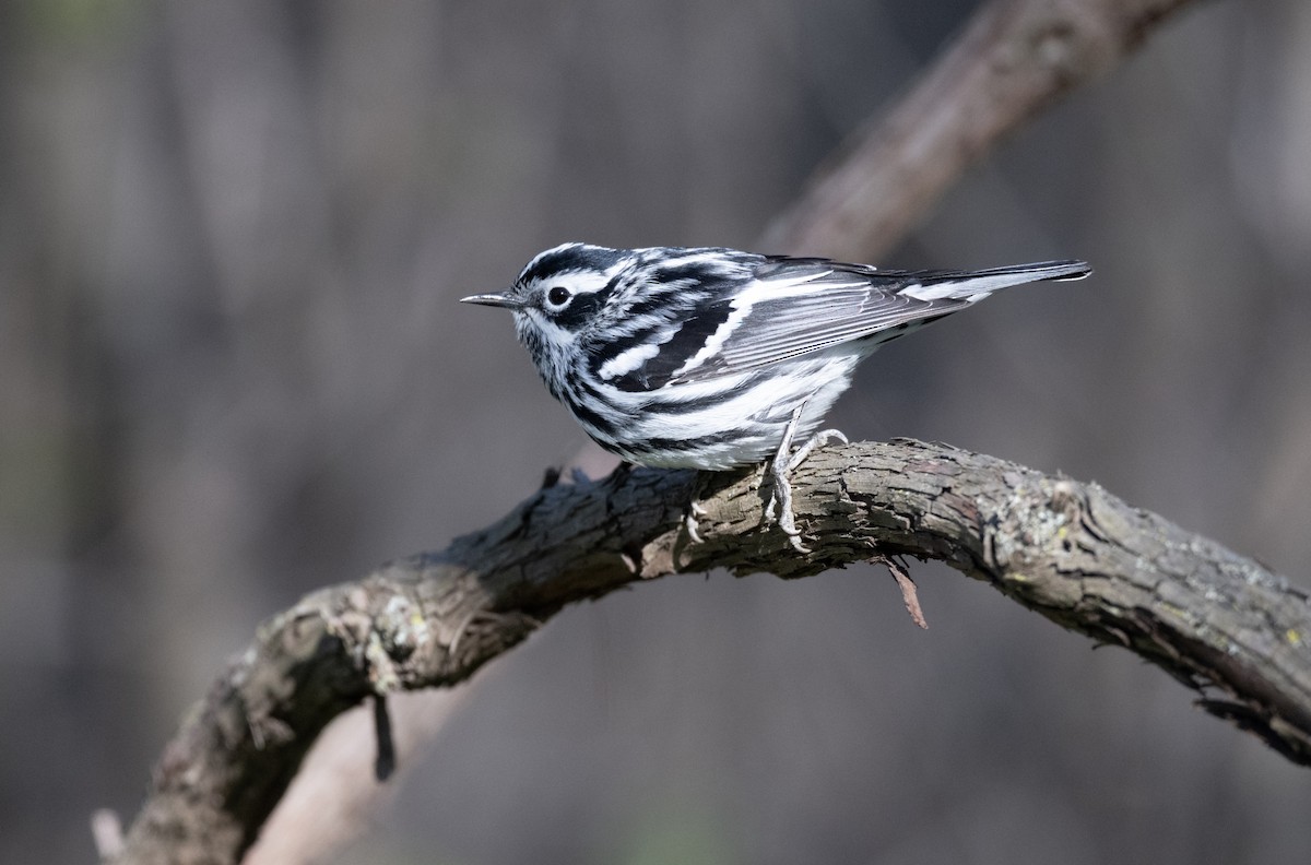 Black-and-white Warbler - ML445473461