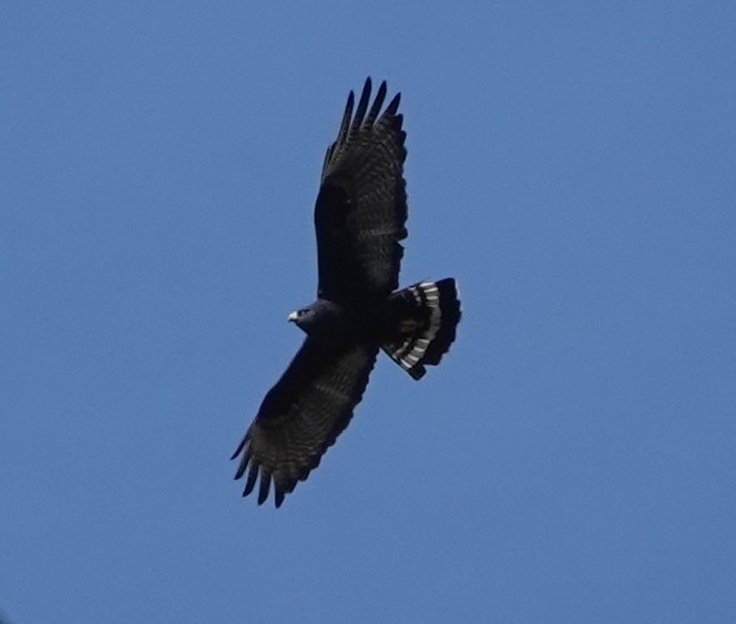 Zone-tailed Hawk - Rene Laubach