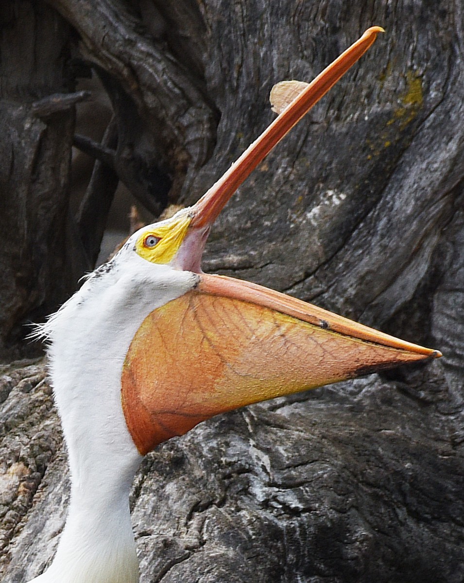 pelikán severoamerický - ML445479181