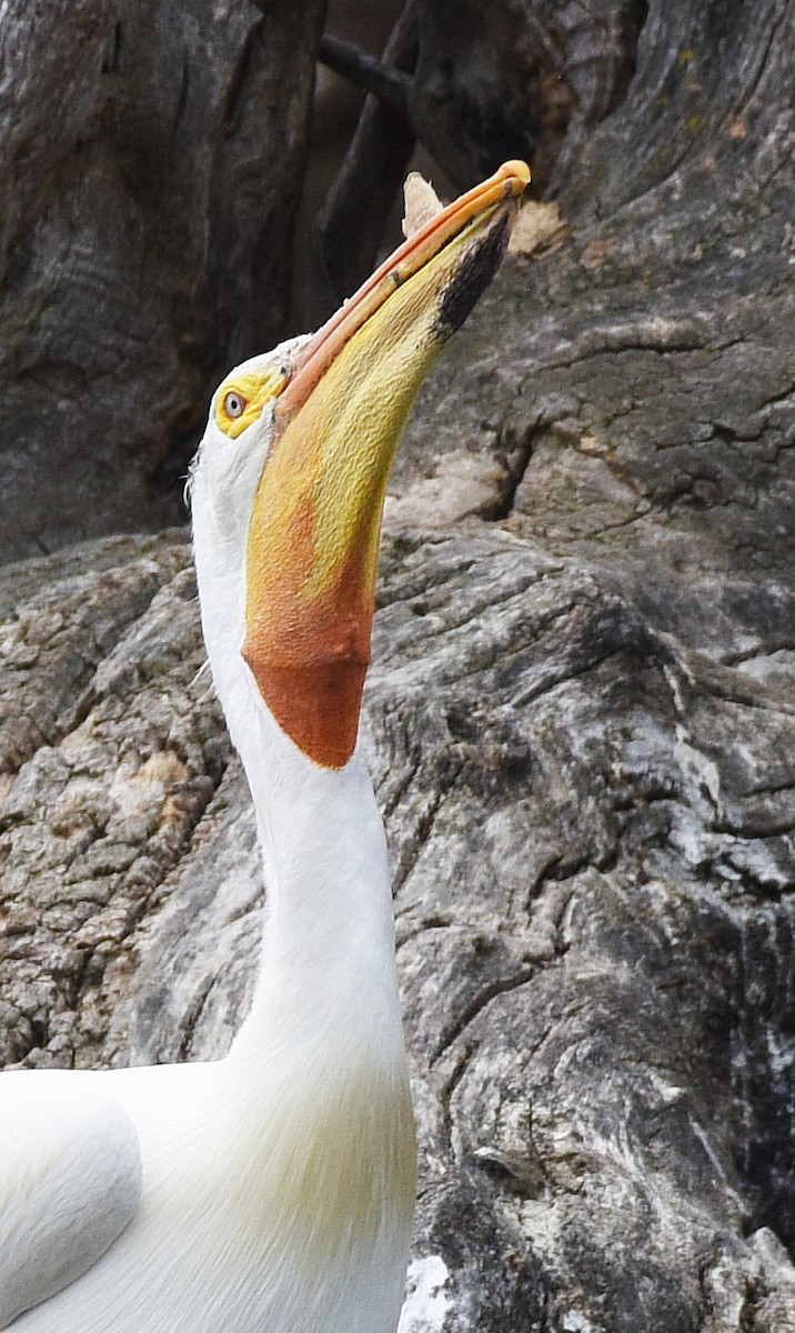 American White Pelican - Steven Mlodinow