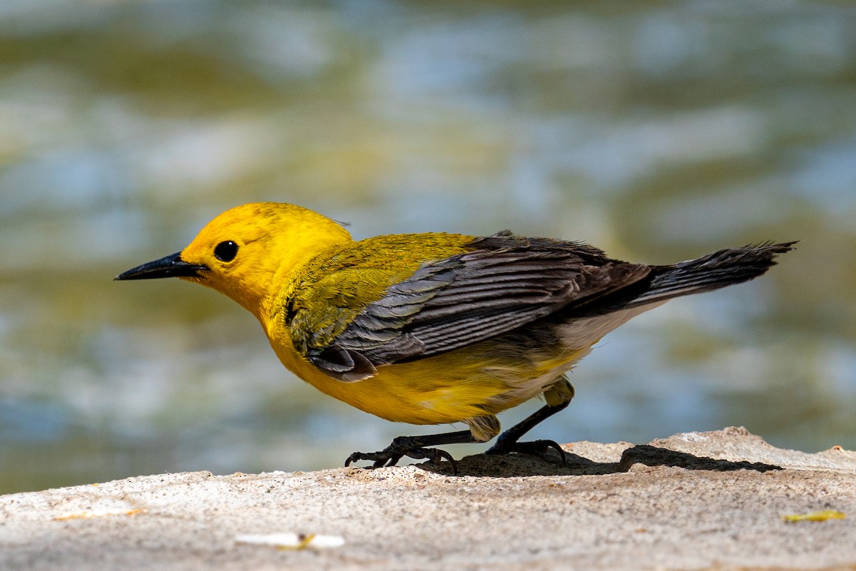 Prothonotary Warbler - ML445486011
