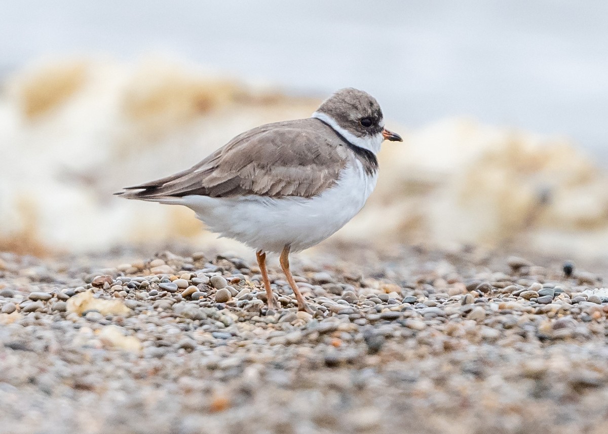 Semipalmated Plover - ML445488611