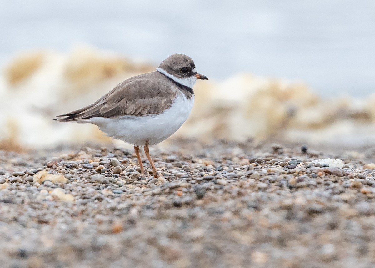 Semipalmated Plover - ML445488641