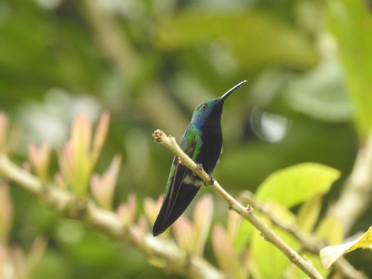 kolibřík tropický - ML445489531