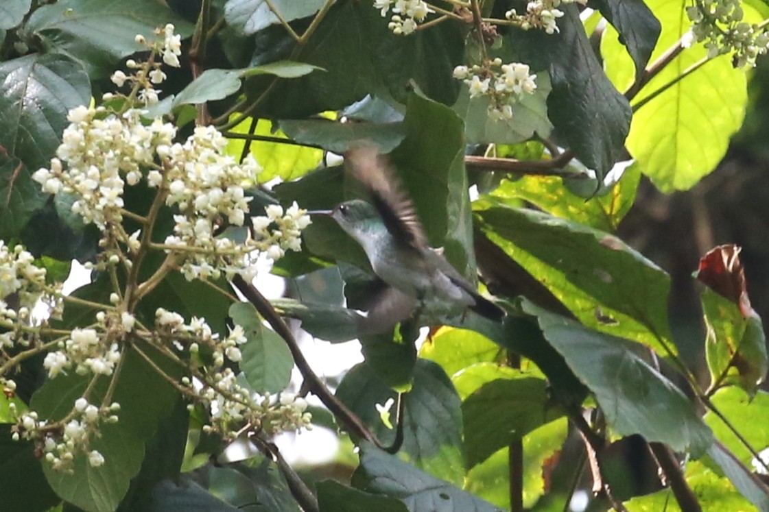 Azure-crowned Hummingbird - ML445490391