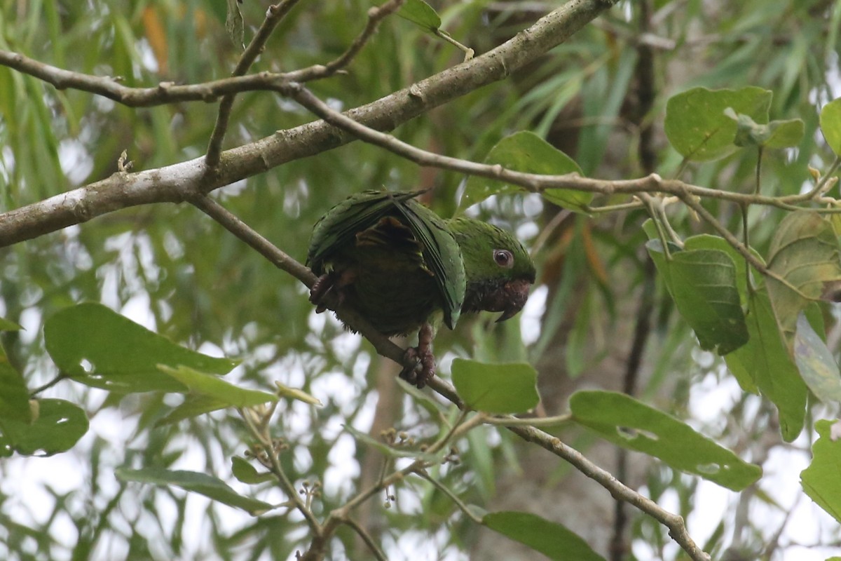 Meksika Yeşil Papağanı - ML445490511