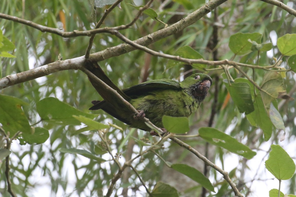 Meksika Yeşil Papağanı - ML445490531