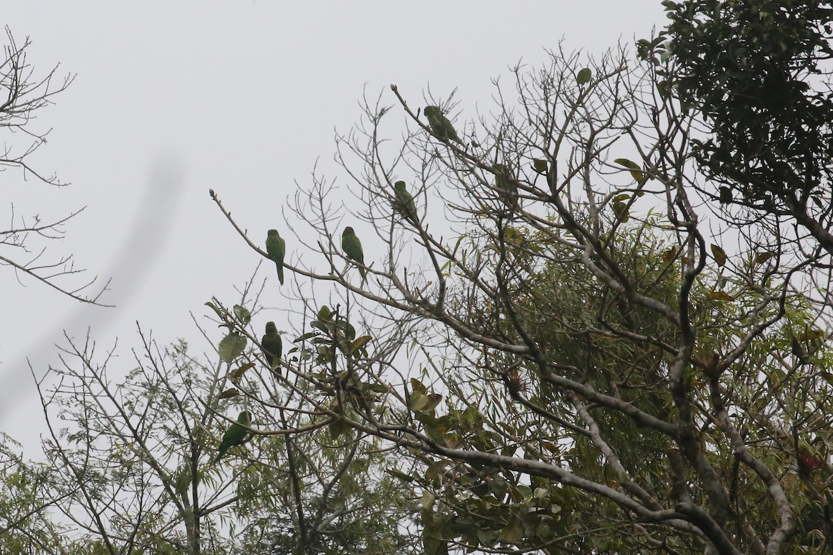 Meksika Yeşil Papağanı - ML445490561