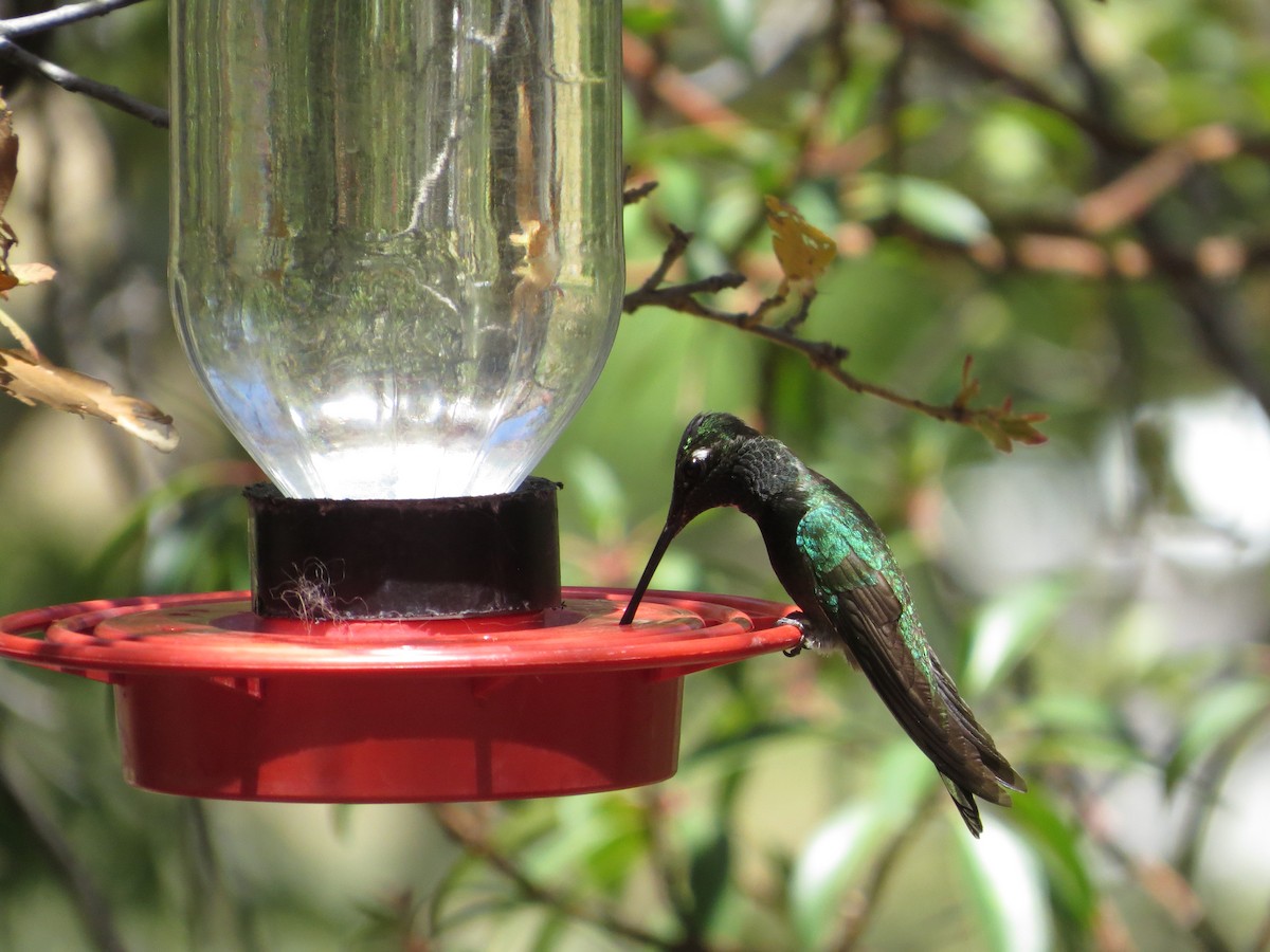 Rivoli's Hummingbird - ML445492811