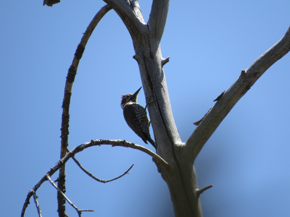 Arizona Woodpecker - ML445493211